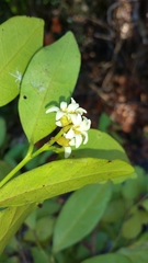 Dicoryphe