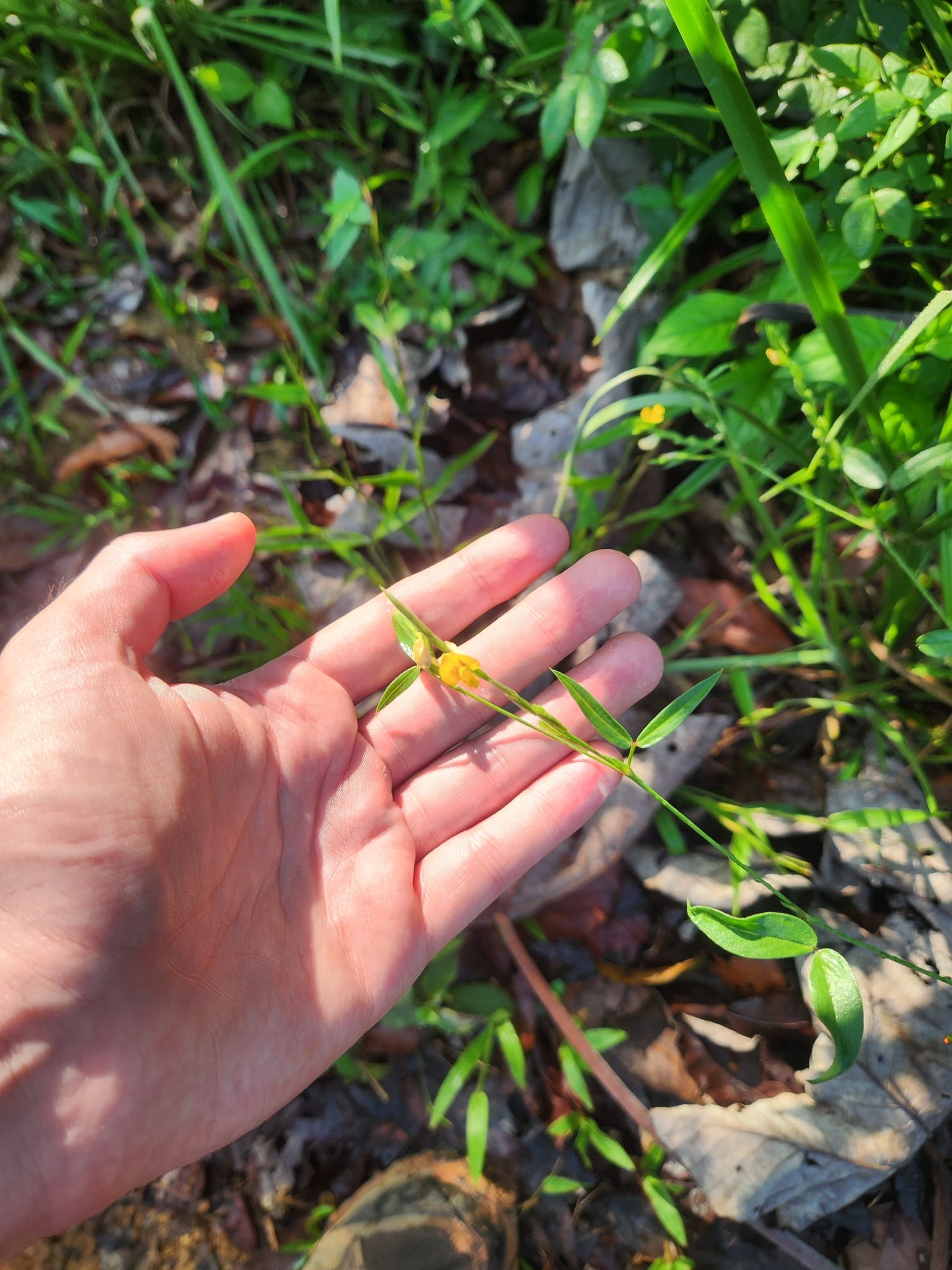 Zornia latifolia