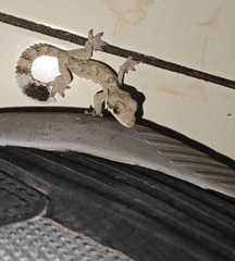 Nicobar Gliding Gecko photo 2