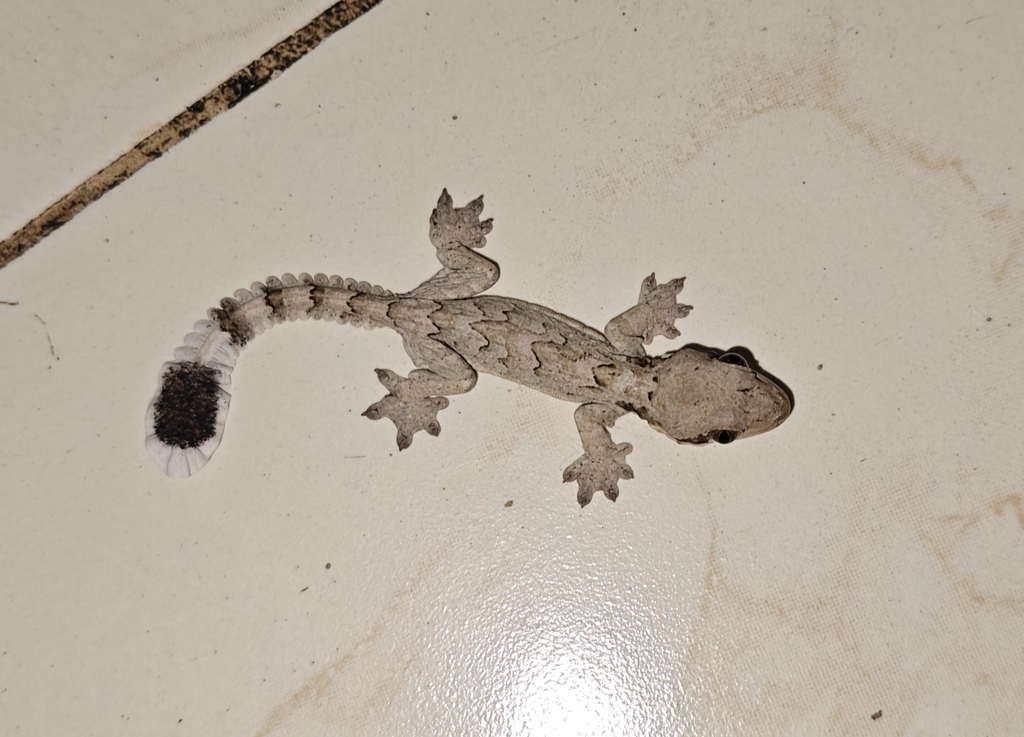 Nicobar Gliding Gecko