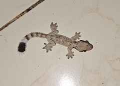 Nicobar Gliding Gecko photo 1