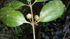 Peponidium