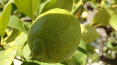 Citrus × limon
