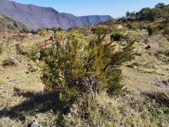 Erica reunionensis image