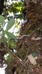 Pseudoxyrhophiidae