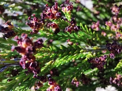 Erica reunionensis image