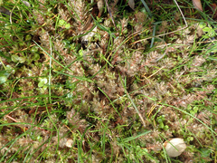 Myriophyllum triphyllum