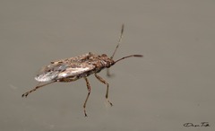 Nysius simulans