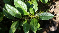 Danais ligustrifolia