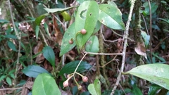 Image of Oncostemum buxifolium