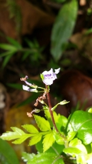 Plectranthus hexaphyllus