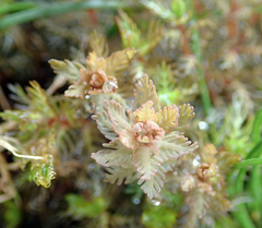 Myriophyllum triphyllum