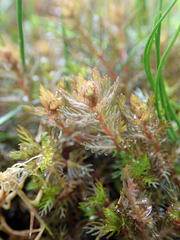 Myriophyllum triphyllum