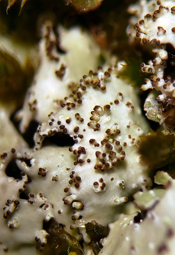 rough speckled shield lichen