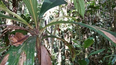 Dypsis