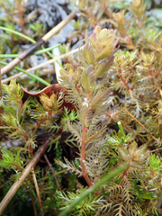 Myriophyllum triphyllum