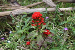 Castilleja arvensis