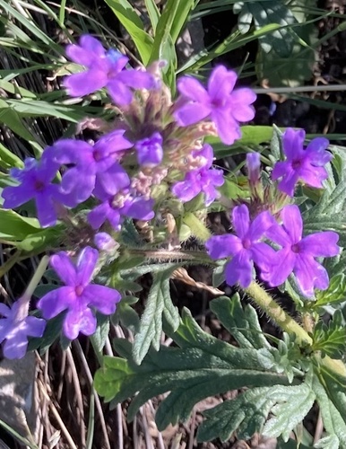 Davis Mountain Mock Vervain (Glandularia wrightii)