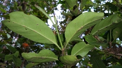 Peponidium