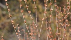 Eriogonum gracile gracile