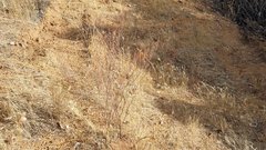 Eriogonum gracile gracile