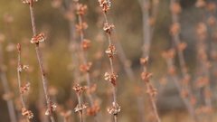 Eriogonum gracile gracile