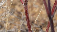 Eriogonum gracile gracile