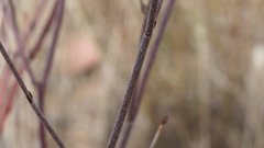 Eriogonum gracile gracile