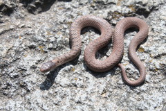 Storeria storerioides