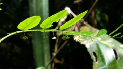 Phyllanthus moramangicus
