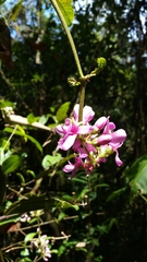 Medinilla