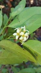 Dicoryphe