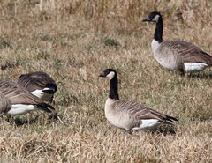 Branta hutchinsii hutchinsii