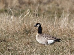 Branta hutchinsii hutchinsii