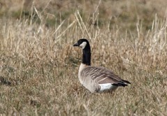 Branta hutchinsii hutchinsii