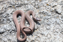 Storeria storerioides