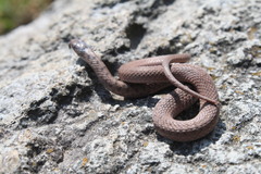 Storeria storerioides