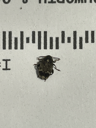 Pea Beetle photo 5