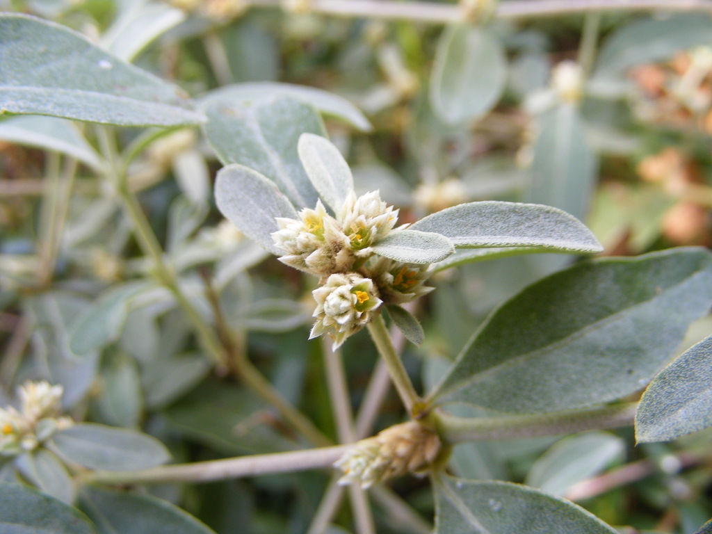 hairy joyweed