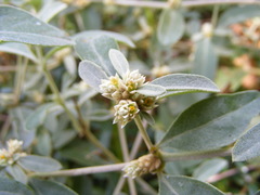 Alternanthera halimifolia