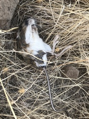 Dipodomys californicus