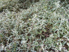 Alternanthera halimifolia