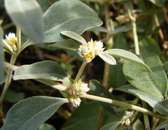 Alternanthera halimifolia