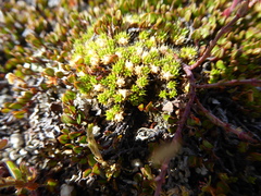 Colobanthus brevisepalus