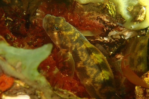 Viviparous Blenny, Grevelingenmeer, South Holland, NL, photo 9 of 10