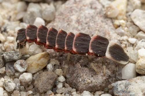 Pleotomus nigripennis