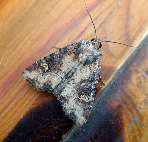 Common rustic