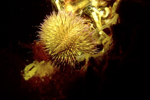 Green Sea Urchin, Grevelingenmeer, South Holland, NL, photo 9 of 10