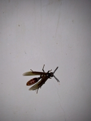 Apoica