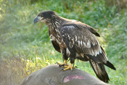 Bald Eagle photographed in Wisconsin